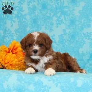 Peanut Butter, Cavapoo Puppy